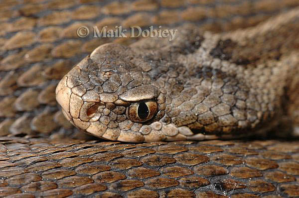 DSC_4881 Vipera seoanei seoanei, near San Sebastian, Northern Spain, copia.jpg [88 Kb]